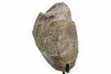 Fossil Sauropod Vertebra Section with Metal Stand - Colorado #363657-3